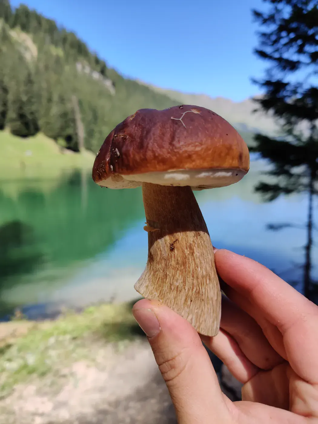 Récolte de champignons envoyée par R. Lopez