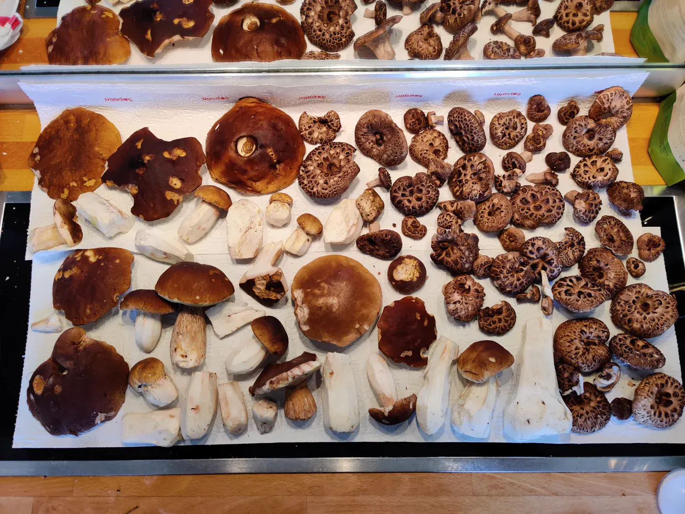 Récolte de champignons envoyée par Le Promeneur
