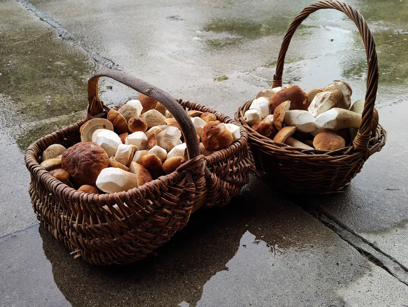 Récolte de champignons envoyée par Nico