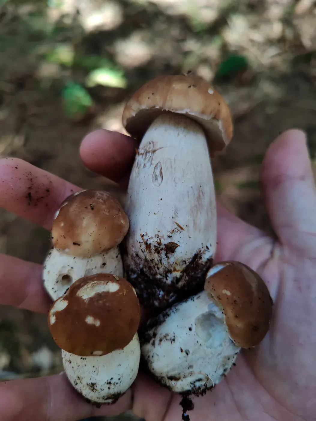 Récolte de champignons envoyée par Maya