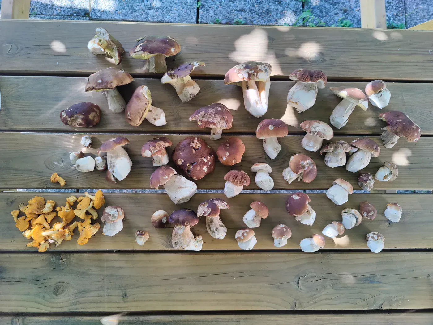 Récolte de champignons envoyée par Urs