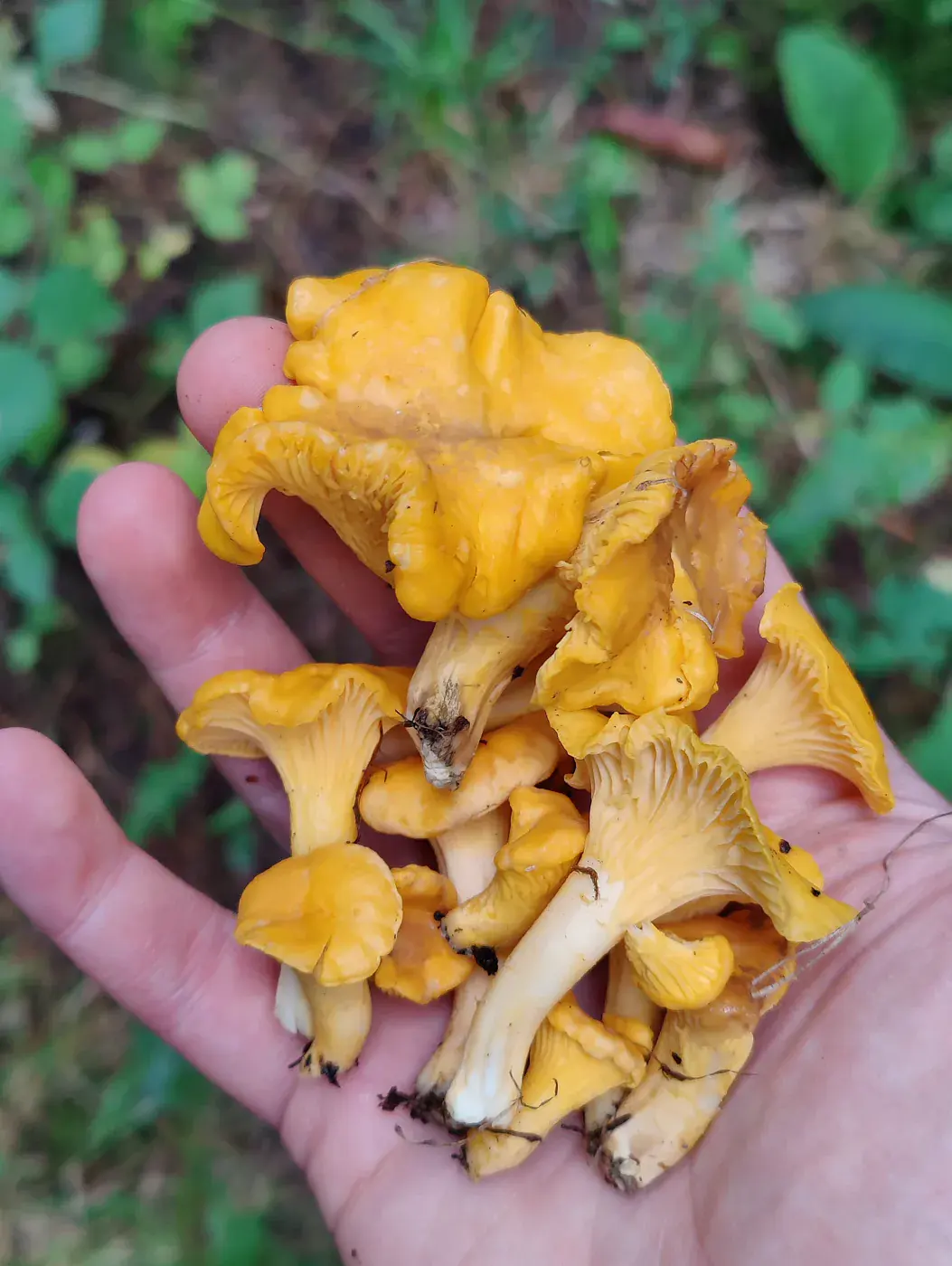 Récolte de champignons envoyée par Vale