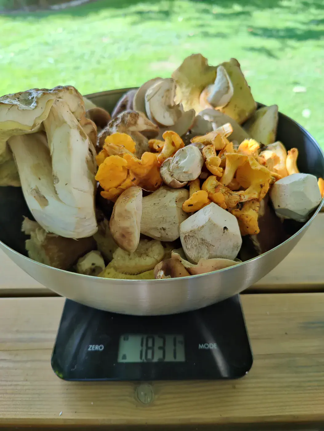 Récolte de champignons envoyée par P. Rochat