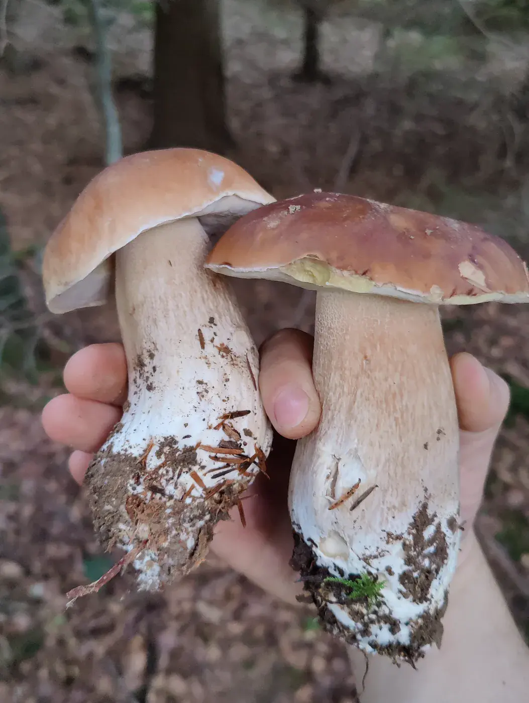 Récolte de champignons envoyée par Léo