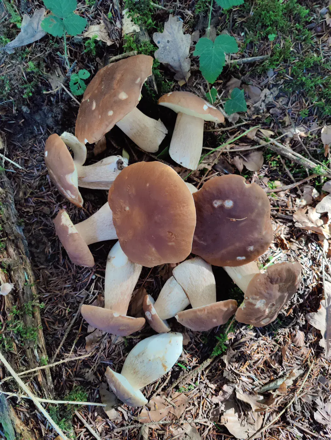 Récolte de champignons envoyée par Markus