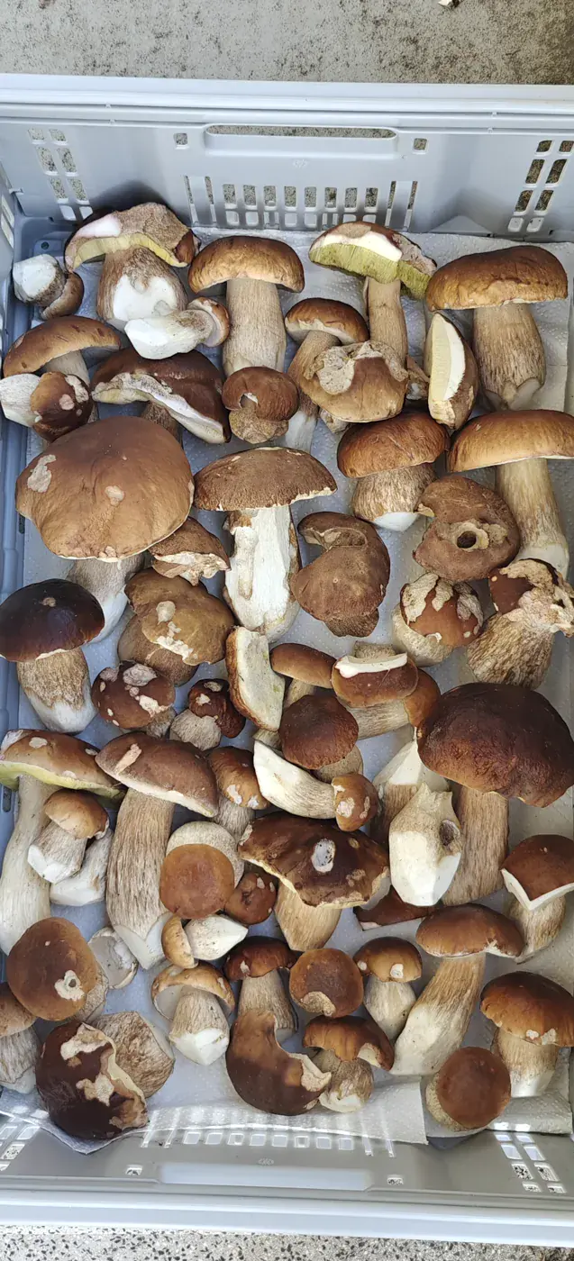 Récolte de champignons envoyée par Damien