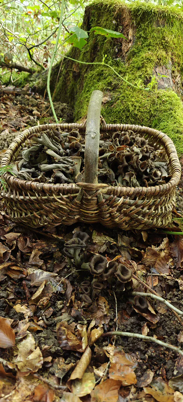 Récolte de champignons envoyée par Dani
