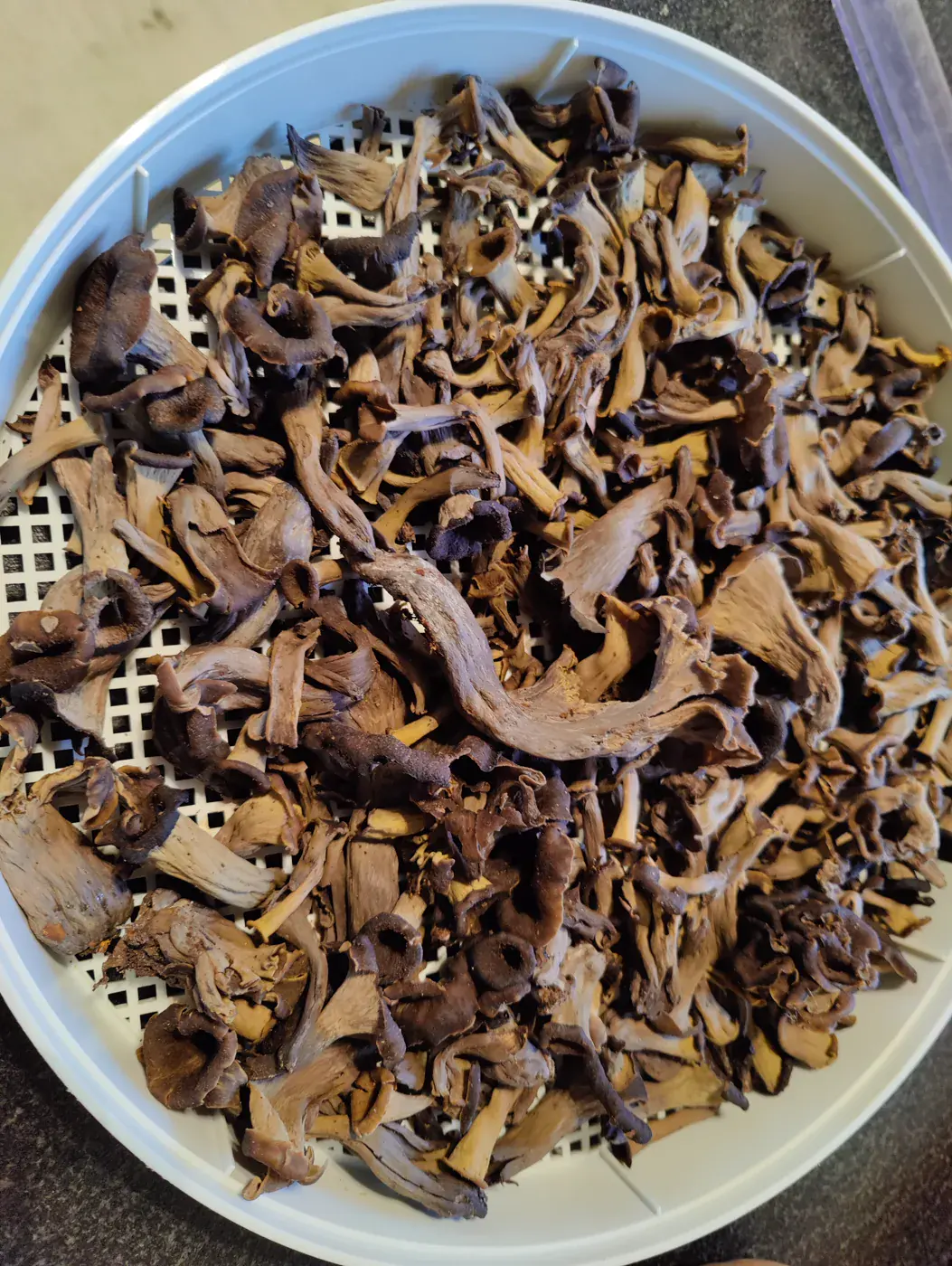 Récolte de champignons envoyée par Le Renard