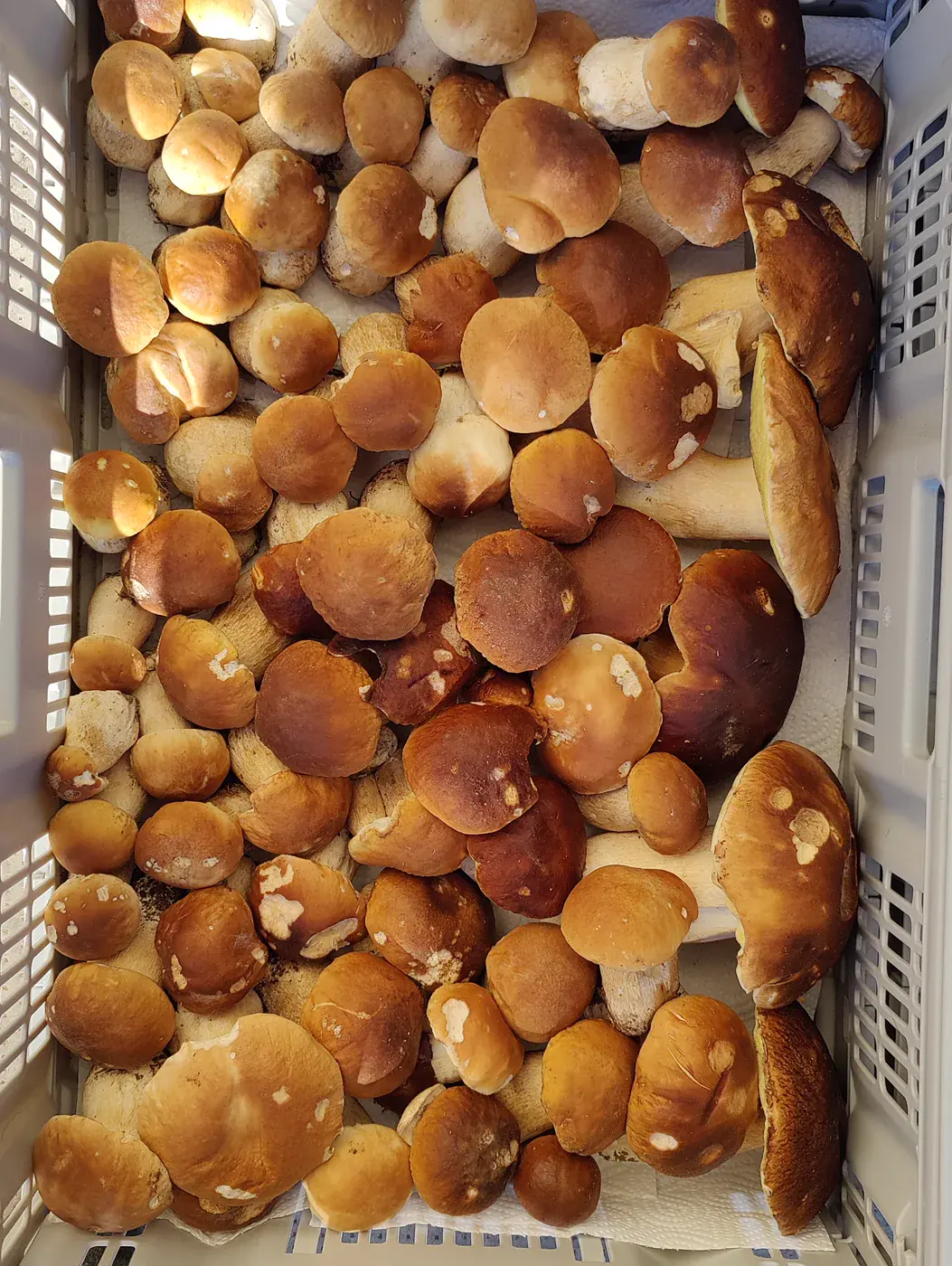Récolte de champignons envoyée par Isa