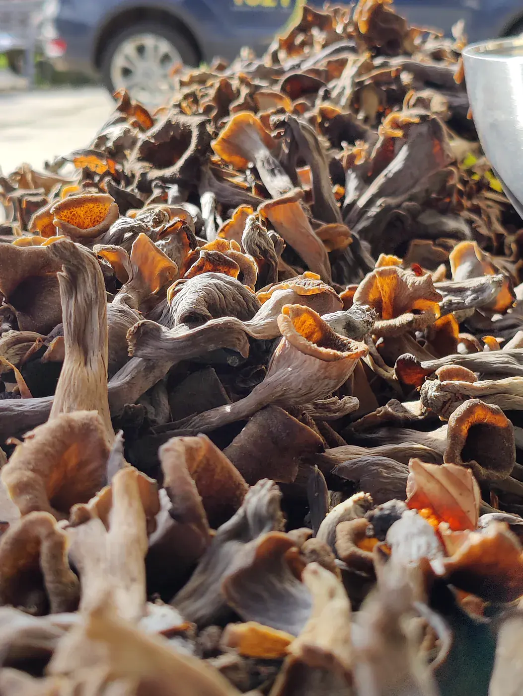 Récolte de champignons envoyée par Joël du Jura