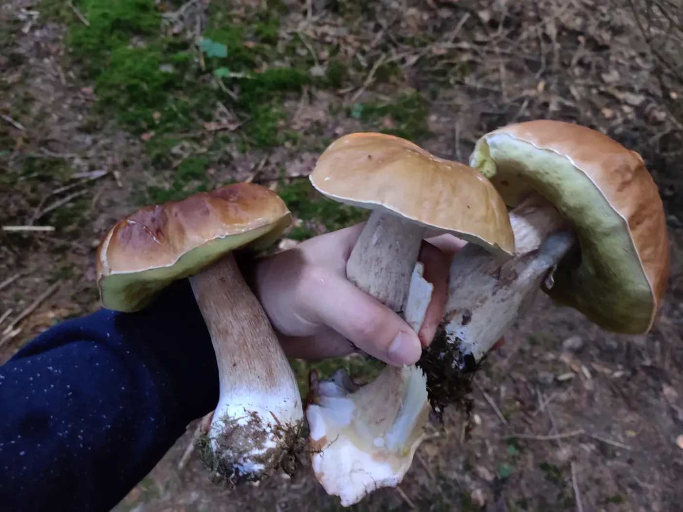 Récolte de champignons envoyée par Cédric