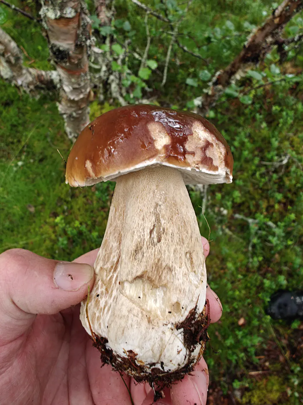 Récolte de champignons envoyée par Sämi