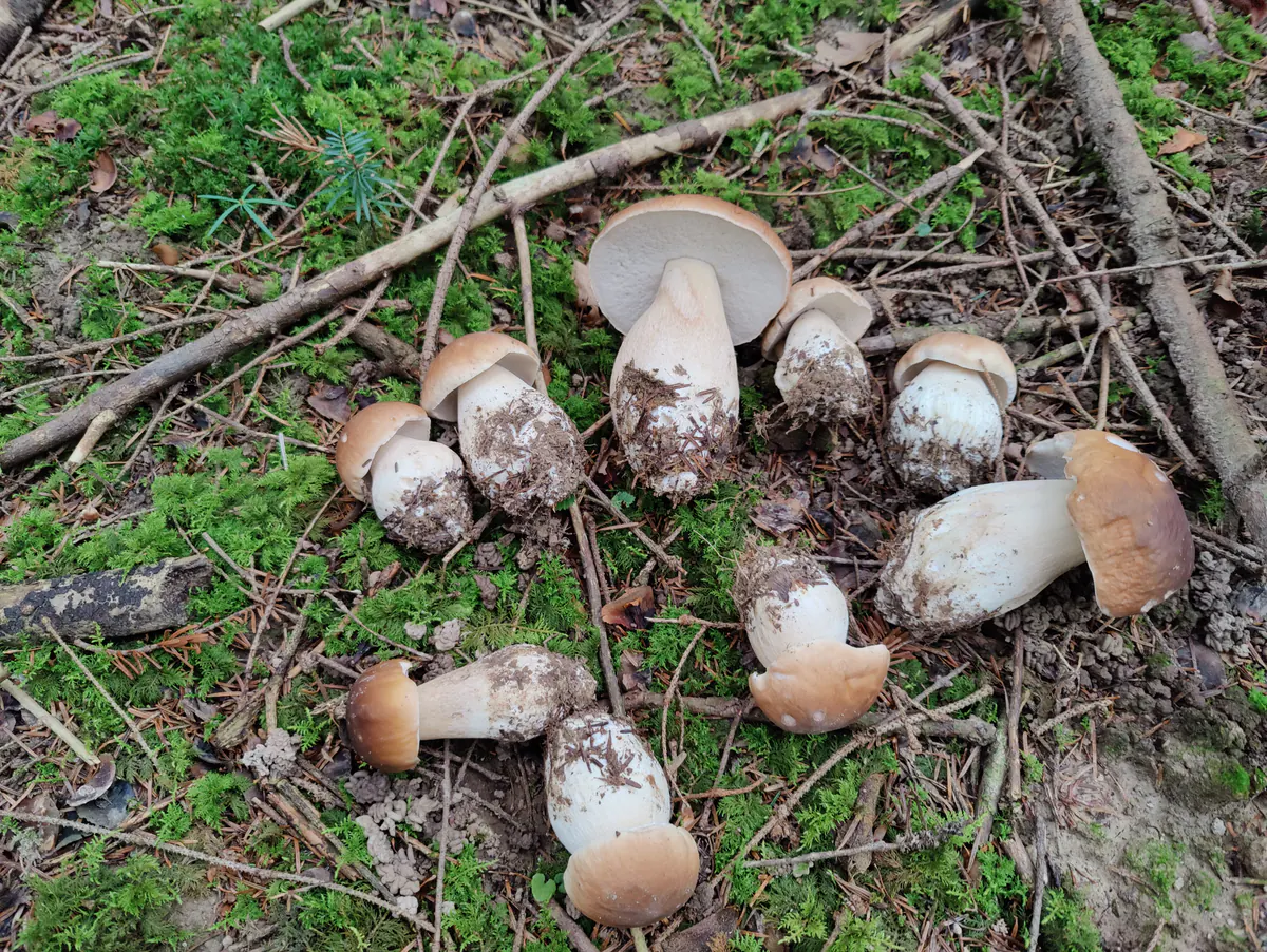 Récolte de champignons envoyée par Ludo