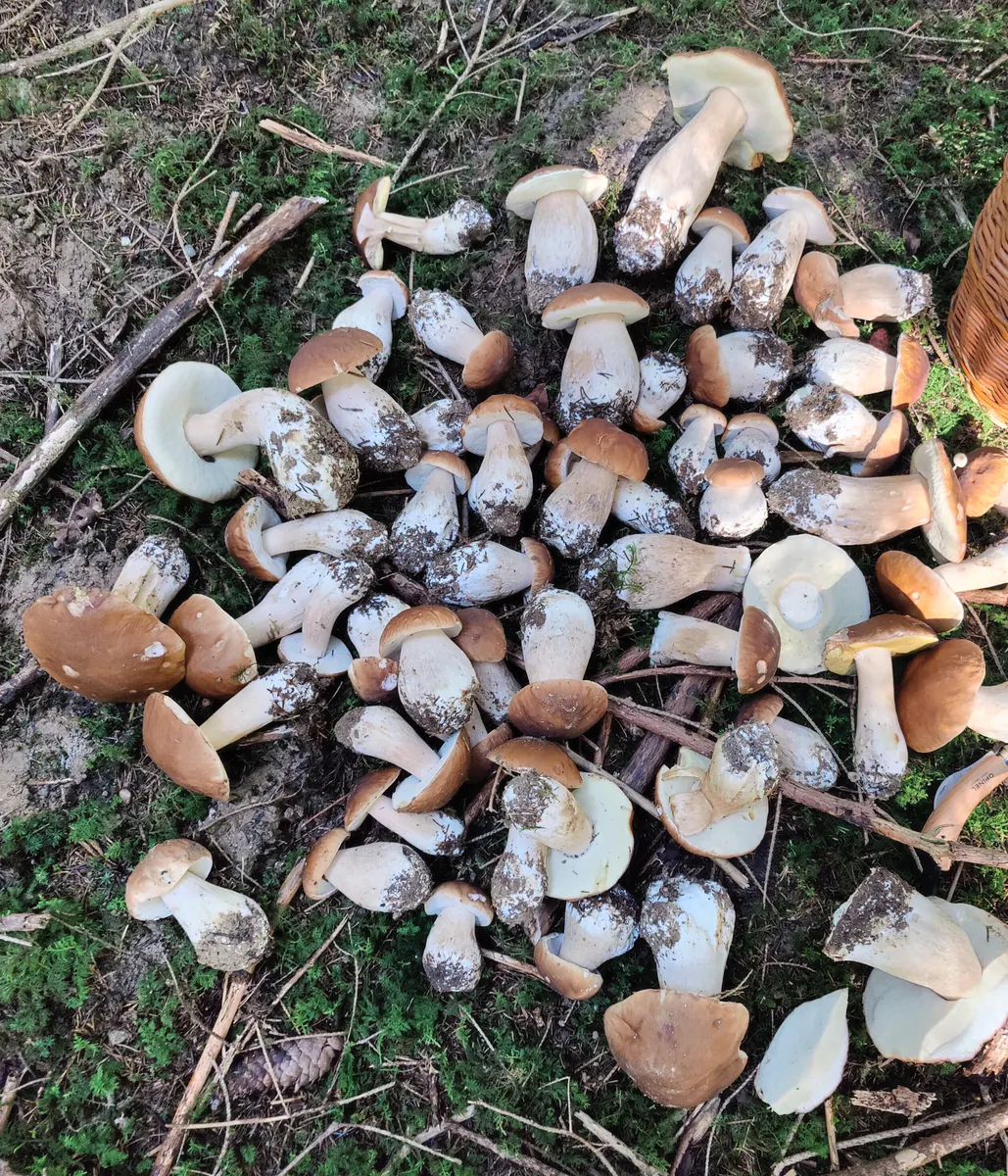 Récolte de champignons envoyée par Stifi