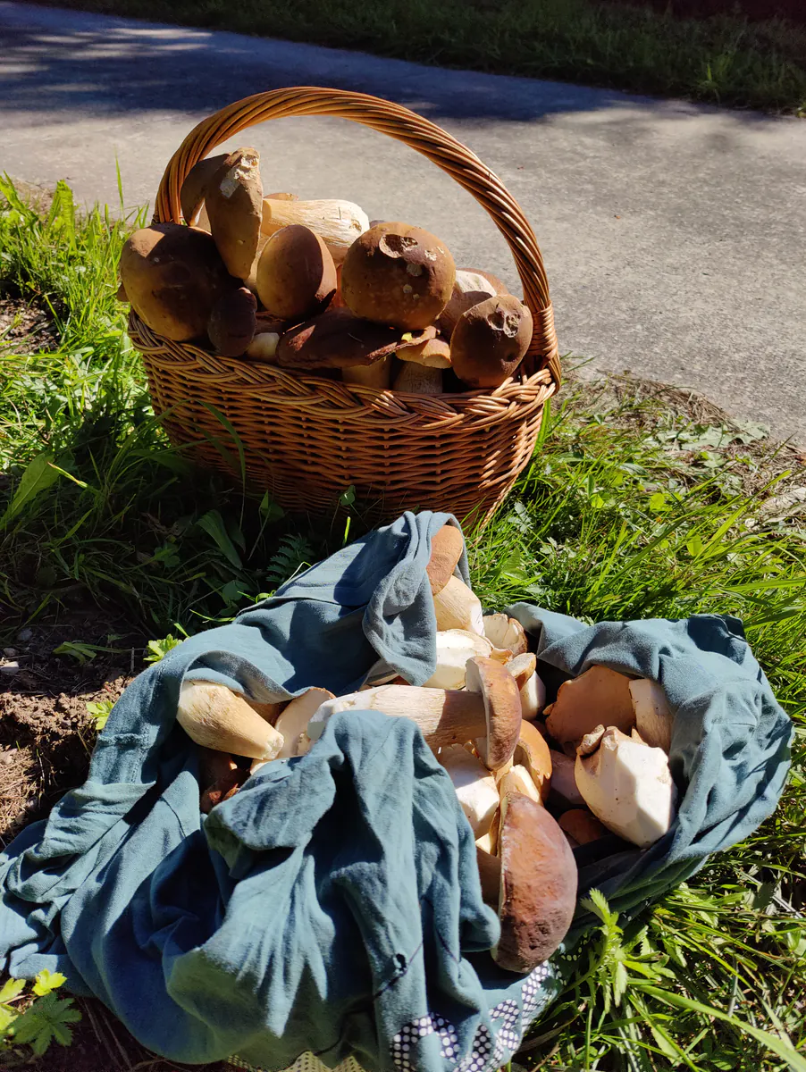Récolte de champignons envoyée par Noé