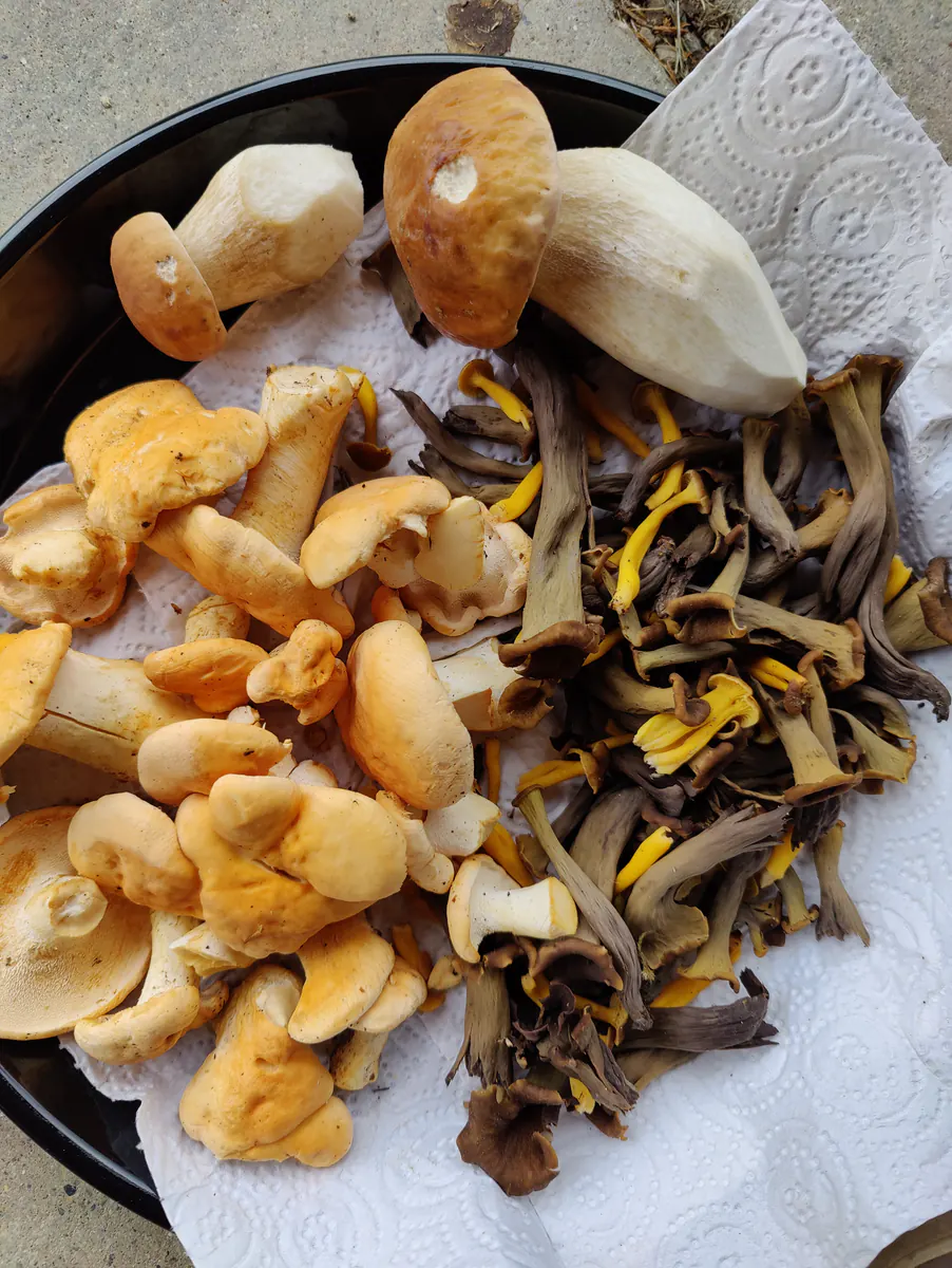 Récolte de champignons envoyée par Giulia
