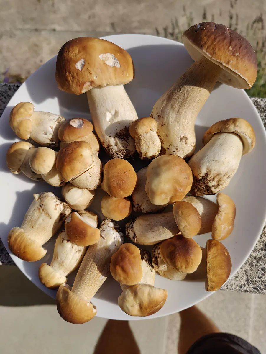 Récolte de champignons envoyée par Max