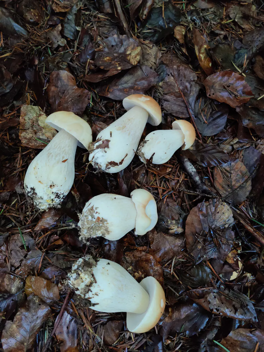 Récolte de champignons envoyée par Reto