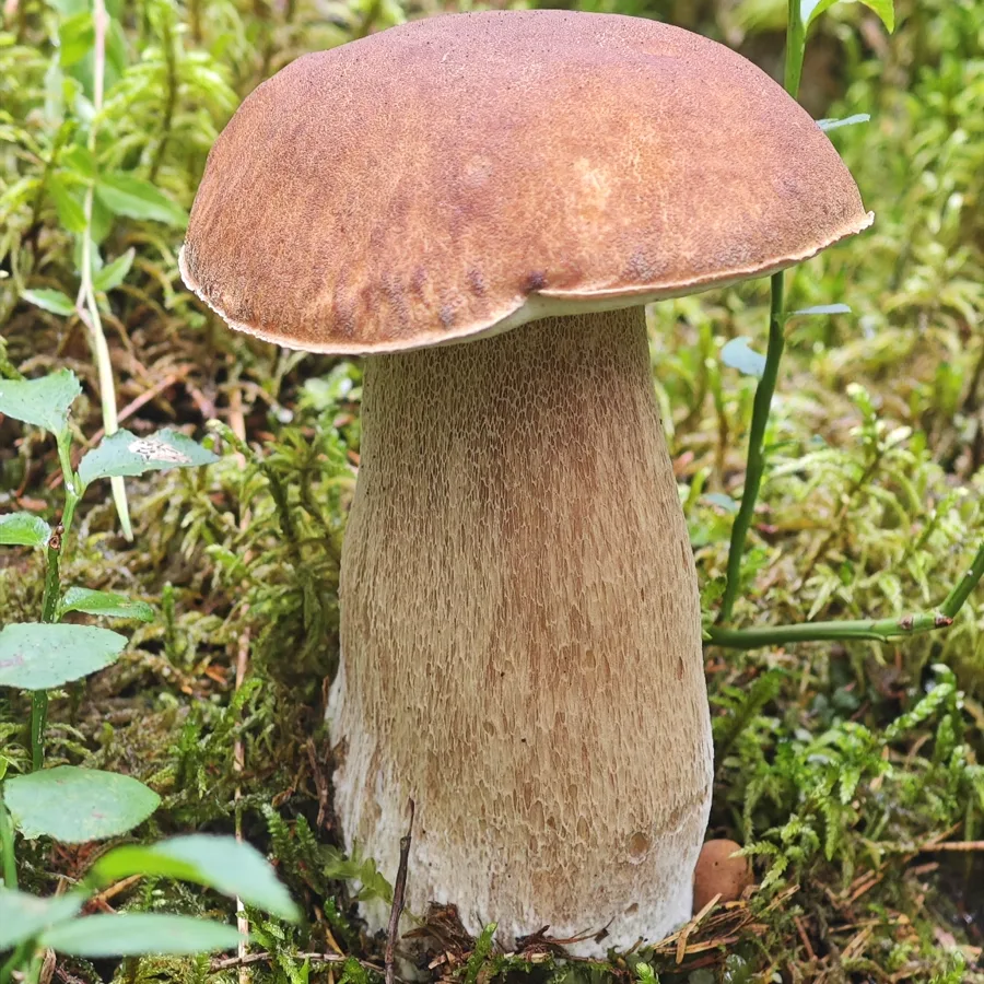 Cèpe d’été (bolet réticulé)