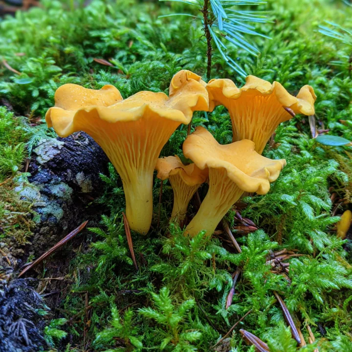 Girolle (chanterelle)